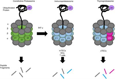 The Role of Proteasomes in the Thymus